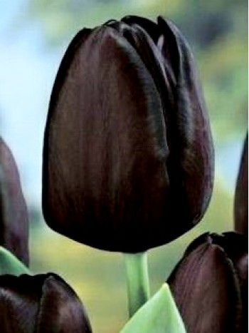  Лале (Tulipa 'Zwart') T77